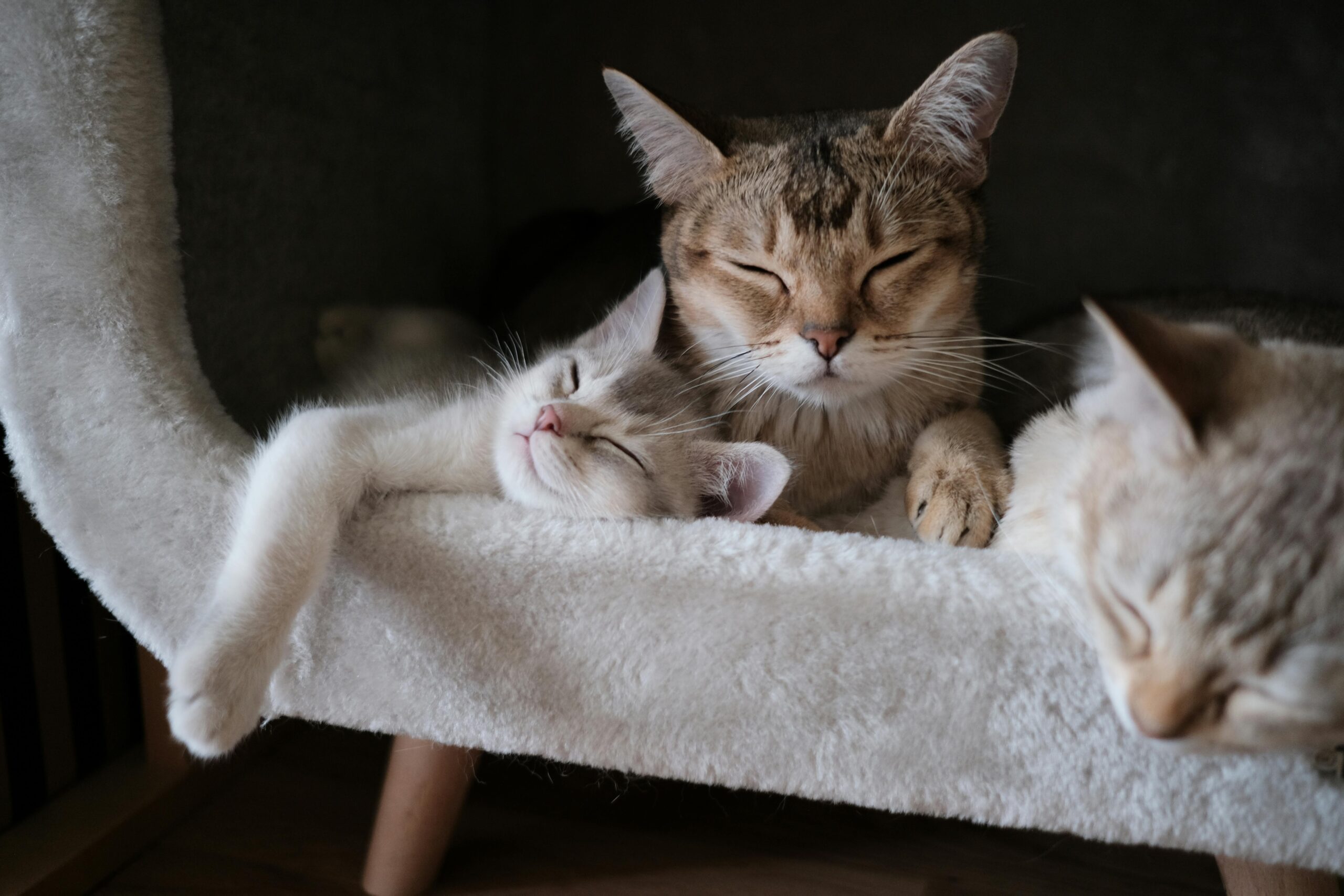 A trio of adorable tabby cats peacefully sleeping on a soft, fluffy chair.