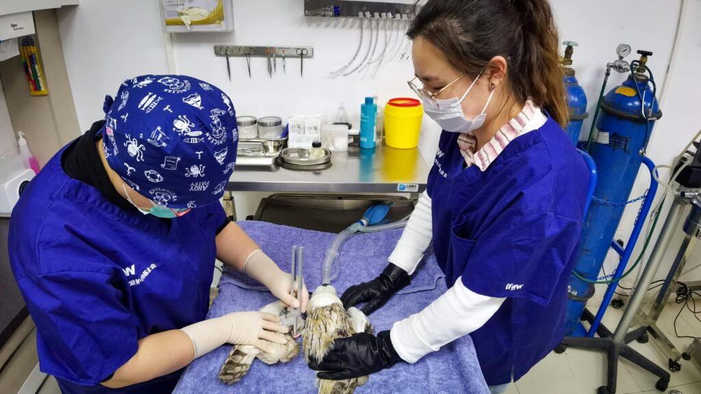 Veterinarians performing surgery on an owl at a rescue center in Beijing.