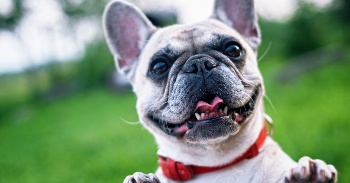 Happy French Bulldog with red collar enjoying a sunny day outdoors.