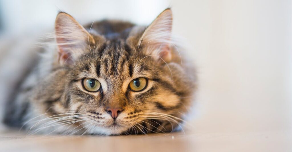 A fluffy tabby cat with piercing eyes resting indoors, showcasing its beautiful coat and whiskers.