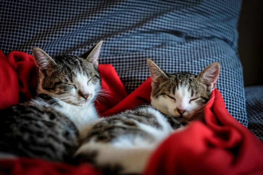 Two adorable kittens peacefully sleeping on a soft red blanket indoors.