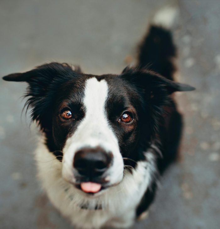 Close-up of a young border collie looking up with bright eyes and tongue out, captured with natural lighting.